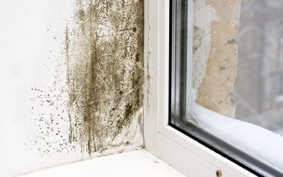Dangers of Mold in Your Home