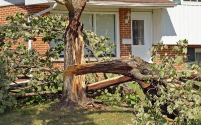 6 Signs You Should Remove a Tree